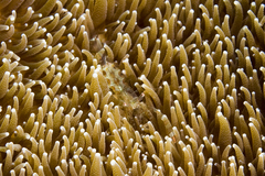 Periclimenes rathbunae