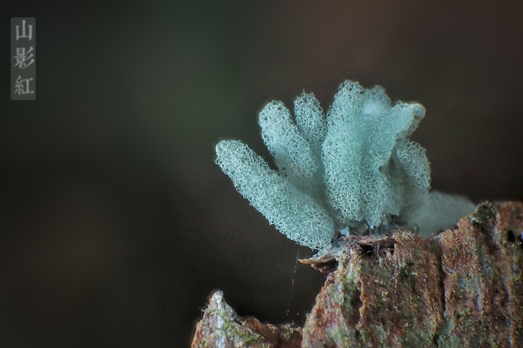 Arcyria glauca