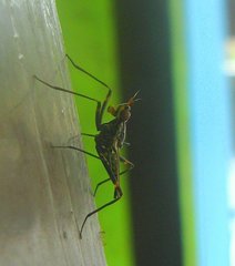 Telostylinus bivittatus