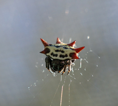 Gasteracantha cancriformis