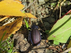 Carabus regalis