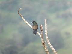 Saucerottia cyanifrons