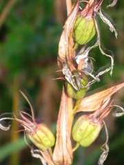Lobelia sessilifolia