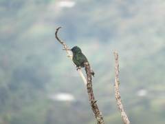 Saucerottia cyanifrons