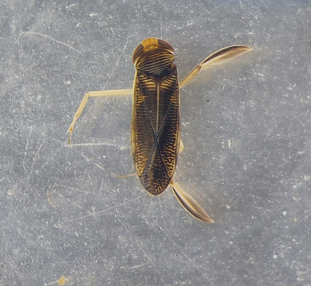 Lesser water boatman
