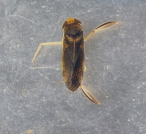 Lesser water boatman