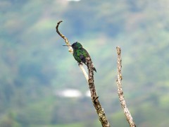 Saucerottia cyanifrons