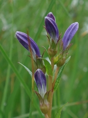 Lobelia sessilifolia