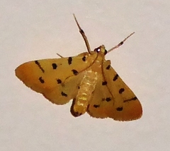 Xanthomelaena schematias