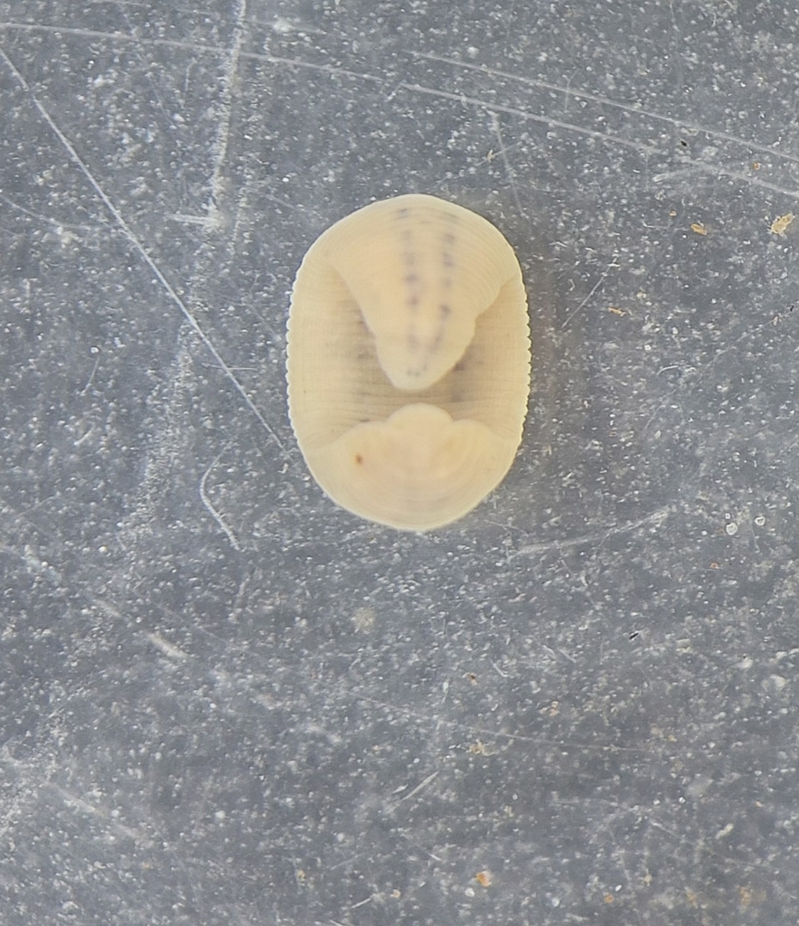 Glossiphonia concolor