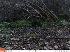 Arremonops chloronotus