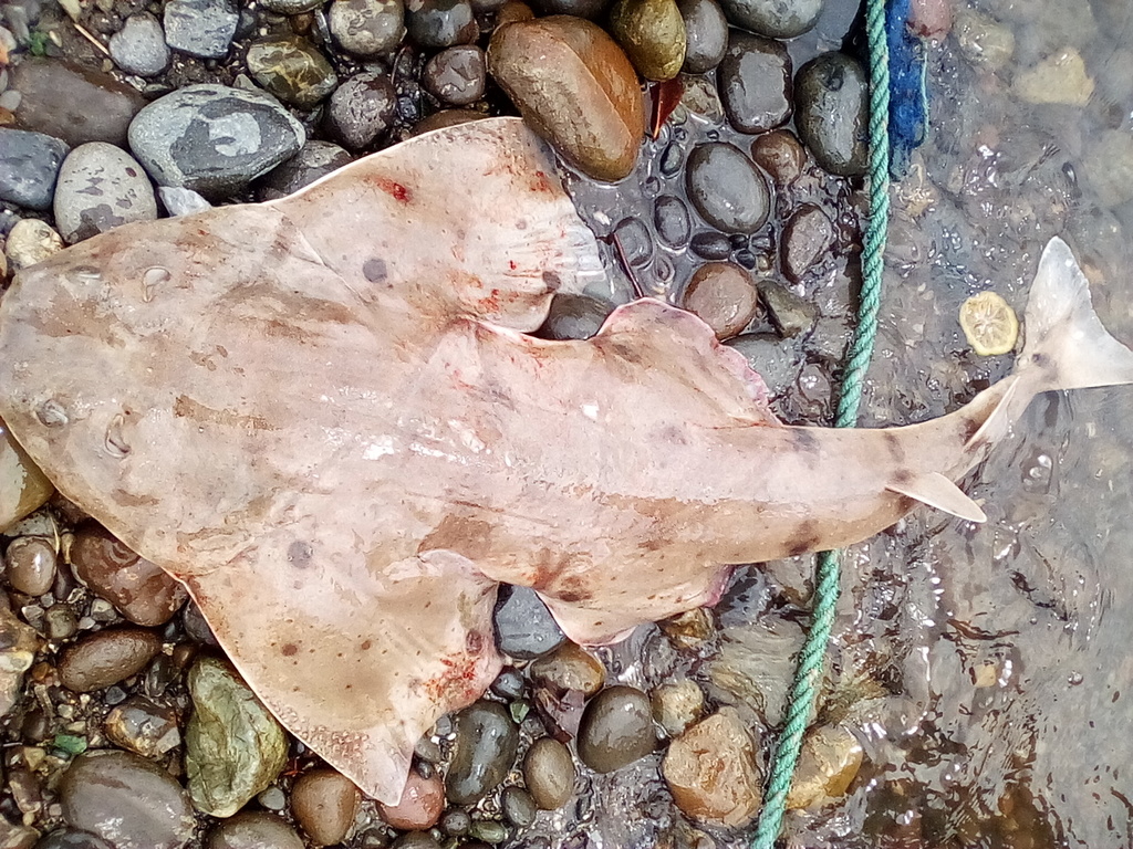 Chilean angelshark (Squatina armata) — Squatinidae