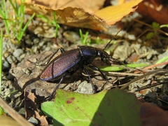 Carabus regalis
