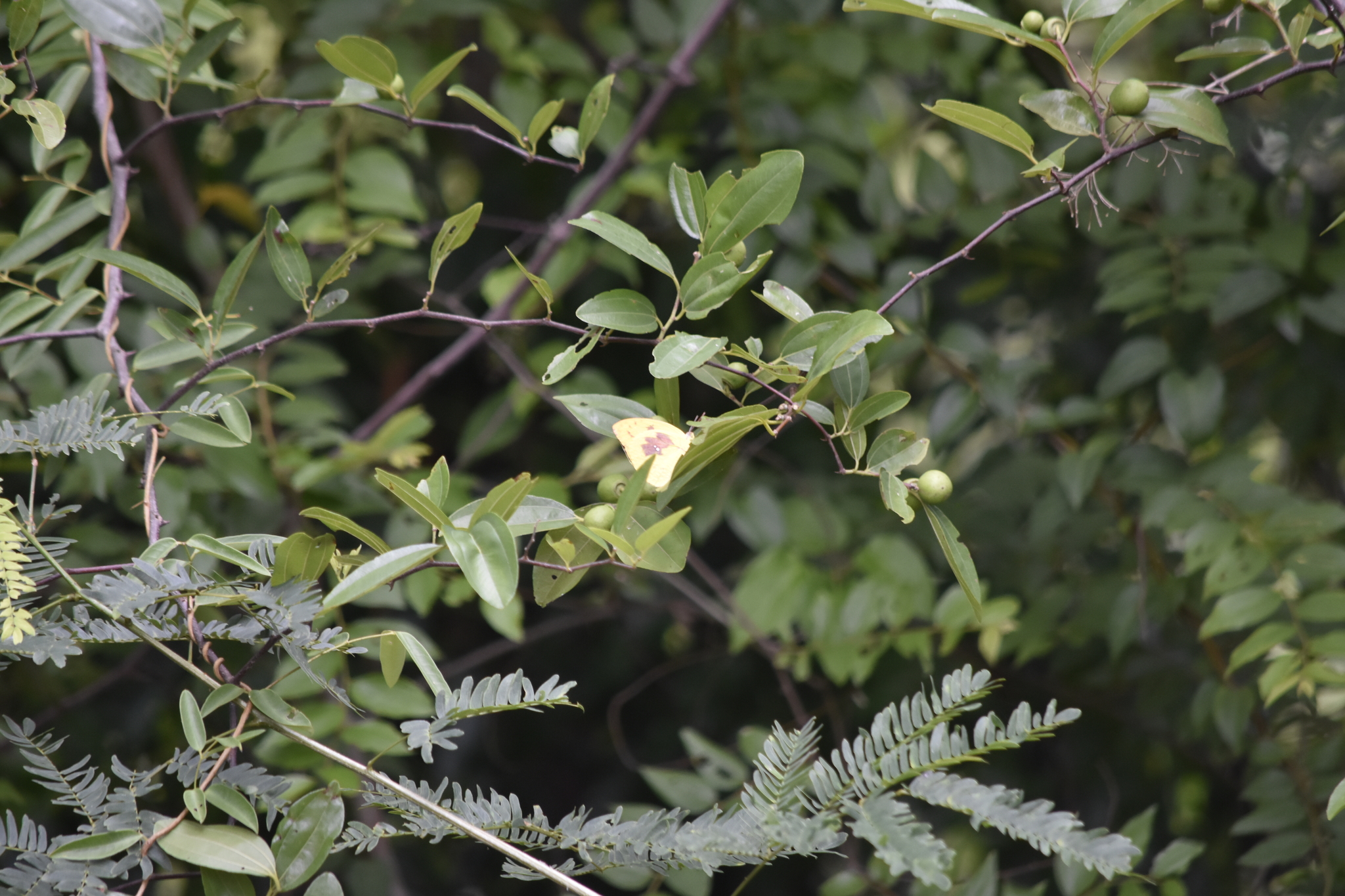 Ziziphus jujuba (Ziziphus jujuba)