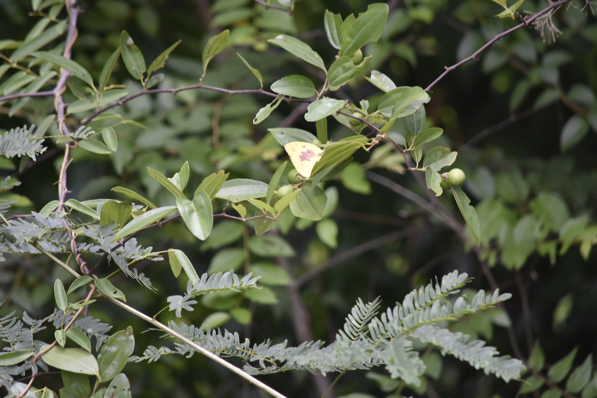 Ziziphus jujuba — ảnh 2