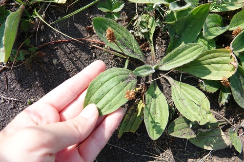 Image of Plantago camtschatica by (c) Валерия Ковалева, some rights reserved (CC BY)