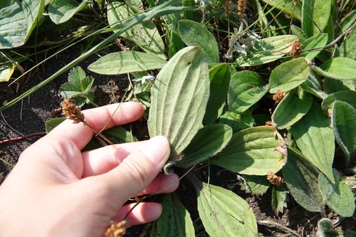 Image of Plantago camtschatica by (c) Валерия Ковалева, some rights reserved (CC BY)
