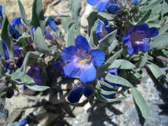 Penstemon dolius