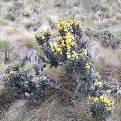 Monticalia empetroides