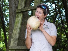 Giant puffball (Calvatia gigantea)