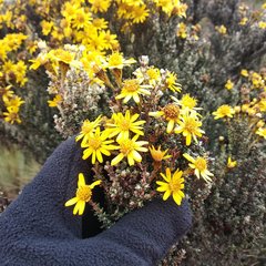 Monticalia empetroides