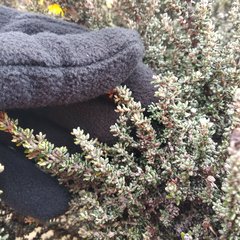 Monticalia empetroides