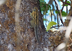 Tamiops mcclellandii