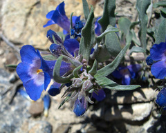 Penstemon dolius