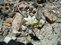 Allium nevadense