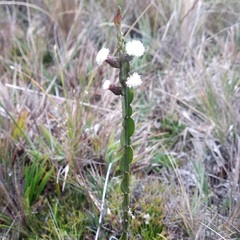Baccharis genistelloides