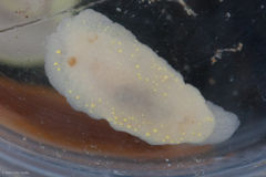 Cadlina modesta