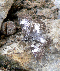 Chiomara georgina pelagica
