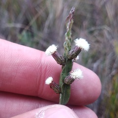 Baccharis genistelloides