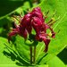 Chamisso's Honeysuckle - Photo (c) Boris Bolshakov, some rights reserved (CC BY-NC), uploaded by Boris Bolshakov