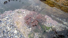 Ellisolandia elongata