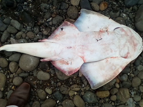 Chilean angelshark (Squatina armata) — Squatinidae — 4