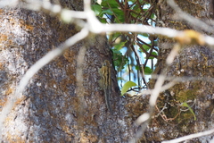 Tamiops mcclellandii