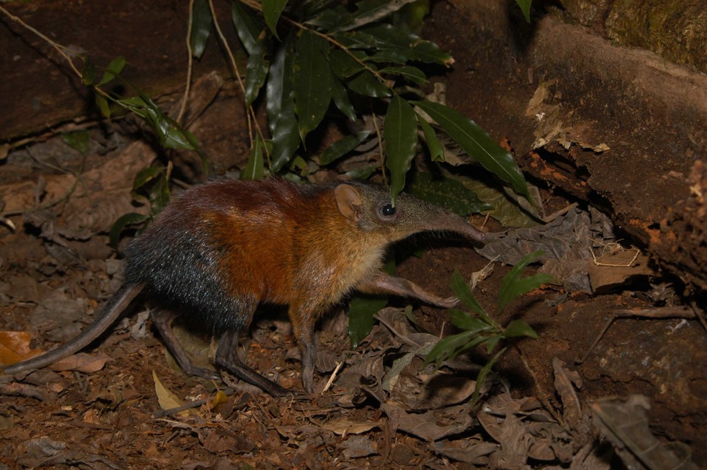 Grey-faced Sengi