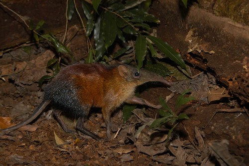 Grey-faced Sengi (Rhynchocyon udzungwensis) — Near Threatened Mammalia