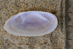Hiatula nitida