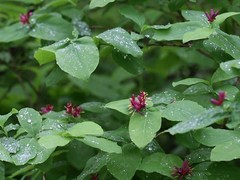 Lonicera chamissoi