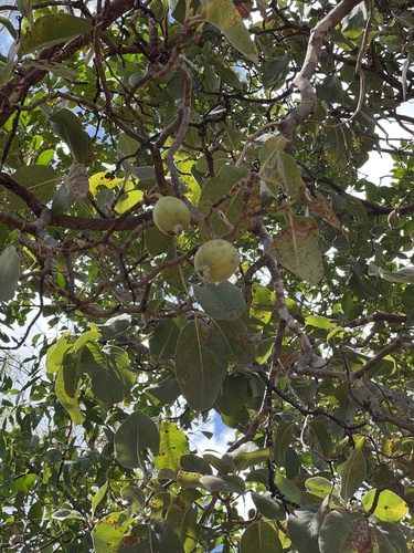 Cocky Apple