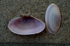 Gari lineolata