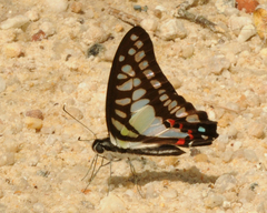 Graphium evemon
