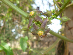 Gonolobus taylorianus