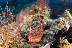 Epinephelus guttatus