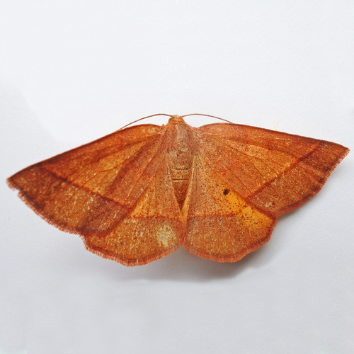 Yellow-washed Metarranthis Moth photo 4