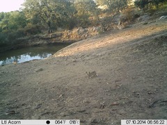Lepus granatensis