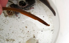 Nerophis lumbriciformis