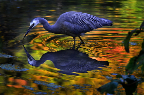 White-faced Heron, Christchurch, Canterbury, New Zealand, photo 7 of 10